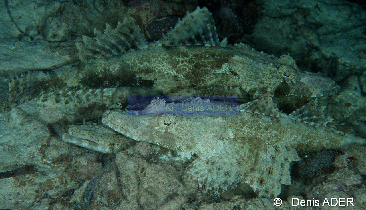 Cymbacephalus beauforti poisson crocodile-Moga Island Jetty Hoga-12m-20180529nuit-Denis-ADER-DSC_2002_tn.jpg
